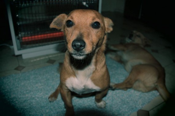 Nanook 570x379 
