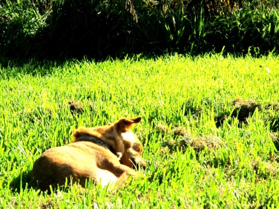Summer Snooze Summer Snooze 570x427