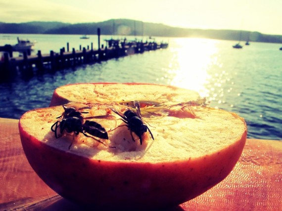 Wasps on an Apple 570x427 Wasps on an apple