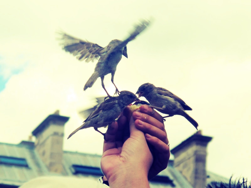 Sparrows Outside Notre Dame 